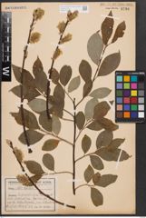 Foto von Salix caprea L.